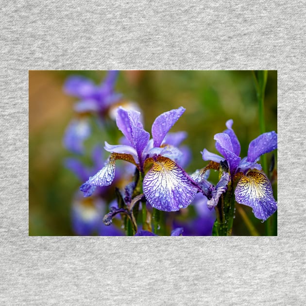 Blue Siberian irises by blossomcophoto